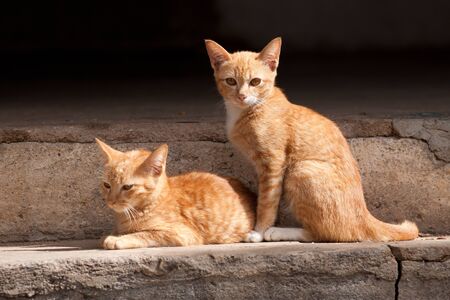Two cute domestic short hair cats Rest On the cement floor