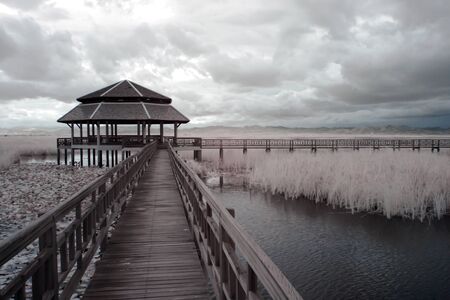 Lotus pond at Sam Roi Yot National Park, Prachuap Khiri Khan Province, Thailand の写真素材