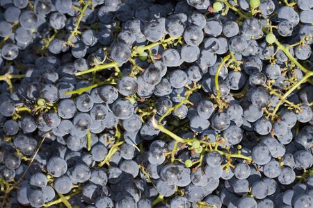 Red grapes backgroundの写真素材