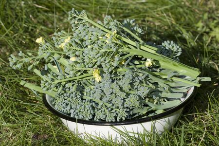 Fresh broccoli from the garden in a bowlの写真素材