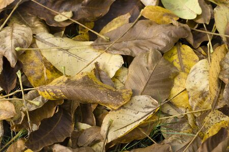 Colorful autumn leafs on the forest floor backgroundの写真素材