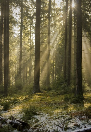 Sun light shining through the trees. Carpathians wood, Ukraine.の写真素材