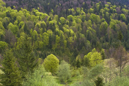Beautiful green mountain landscape with trees
