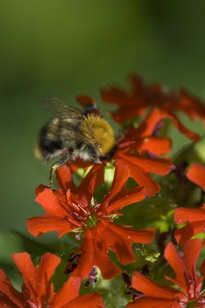 Big bumblebee on red flower on soft green backgroundの写真素材