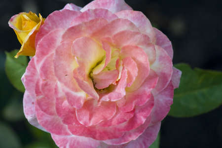Pink rose close up in the gardenの写真素材