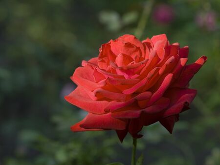 Red rose close up in the gardenの写真素材