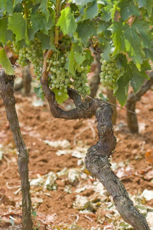 Grapes growing in a Croatian vineyardの写真素材