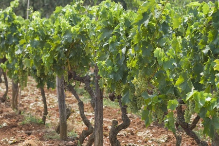 Grapes growing in a Croatian vineyard on Lanterna peninsulaの写真素材
