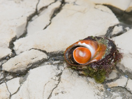 Seashell on beach rock