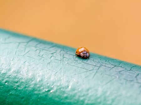 Orange ladybird on blue chapped painted background