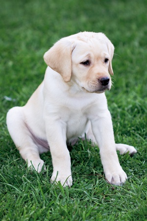 Labrador (retriever) puppy sitting on the grass lawnの写真素材