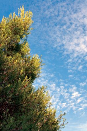 Silver fir tree and blue sky backgroundの写真素材