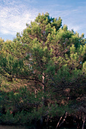 Fir tree and blue sky backgroundの写真素材