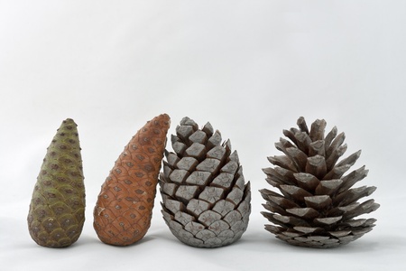 Set of four pine cones in different stages of growth