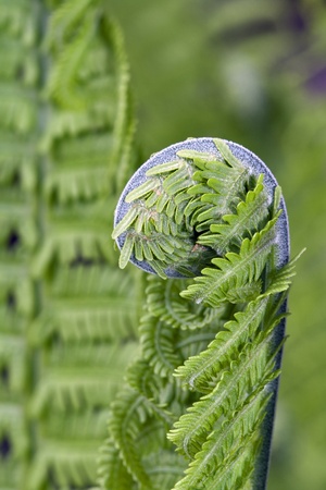Leaf of  blossoming young fern macro.の写真素材