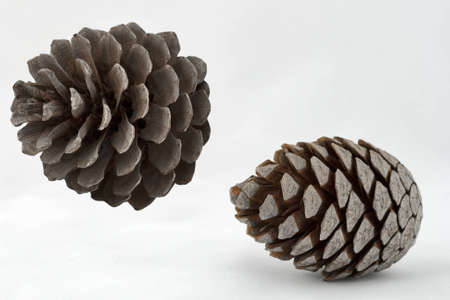 Set of two different pine cones against white background