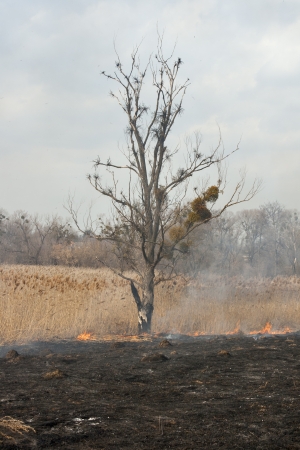 Burnt old tree on burning cane field close to the riverの写真素材