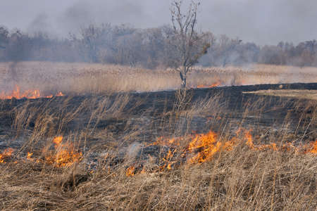 Burnt old tree on burning cane field close to the river