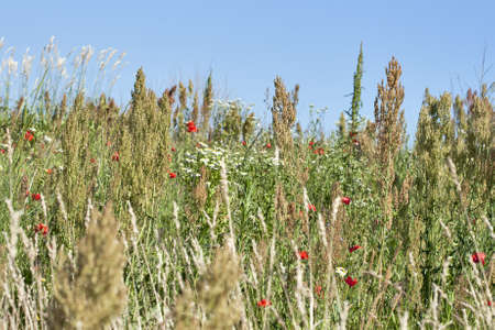 Wild field grass background against blue clear sky