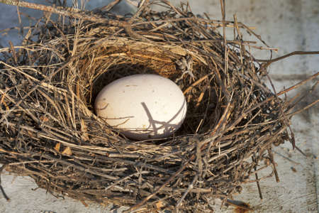 Bird's nest with one egg