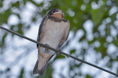 chick swallow  Hirundo rustica  on metal wireの写真素材