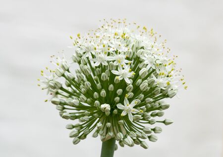 Opening pods of buds on an white onion flower closeupの写真素材