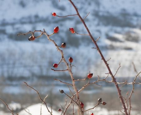 Rose hips bush in winterの写真素材