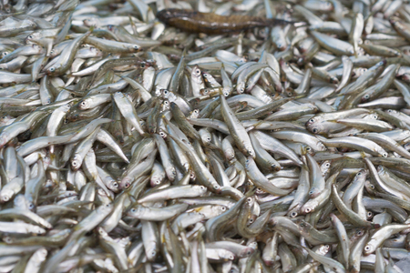 Fresh small fish sprat backgroundの写真素材