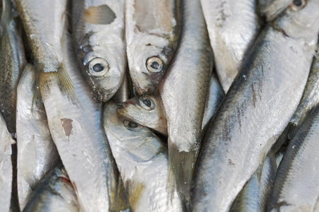 Sardines freah fish closeup backgroundの写真素材