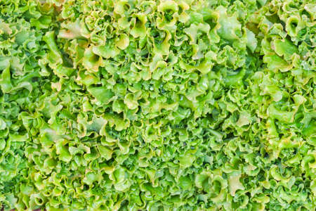 green salad background horizontal full frameの写真素材
