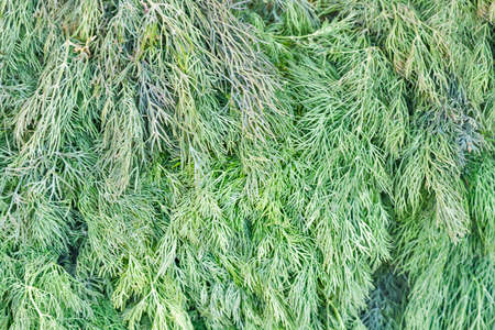 green fresh parsley background horizontal full frameの写真素材