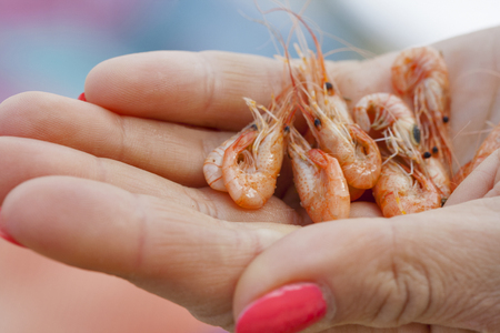 freshly cooked small shrimps in the women handの写真素材