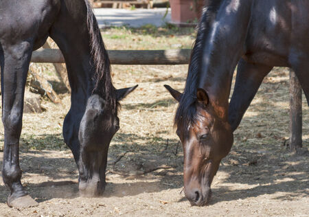 couple of black and brown horses closeup. tuscany, italyの写真素材