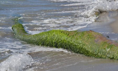 Dead tree trunk covered with moss and algae on beach. Tuscany, Italy.