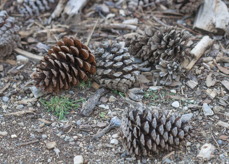forest pine cones in natural surroundings closeup