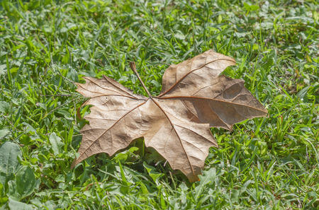 lonely autumn tree withered leaf on green grass closeup