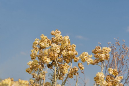 Closeup of many dry yellow Golden Everlasting flowers against blue sky background. A special native dried flowers that can last as long as an year.の写真素材