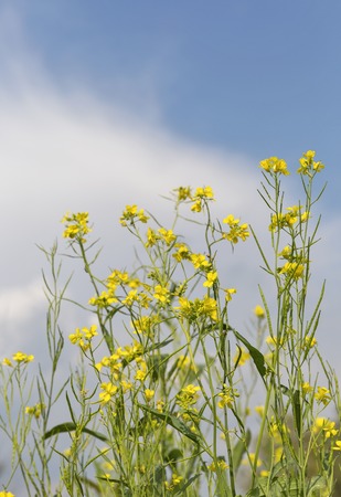 Flowering oilseed rape flower field against blue sky closeup