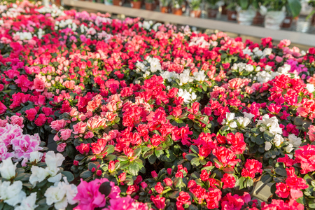 Interior of shop for greenhouse cultivation and sale of indoor flowers with azaleaの写真素材