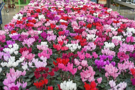 Interior of shop for greenhouse cultivation and sale of indoor flowers with cyclamenの写真素材