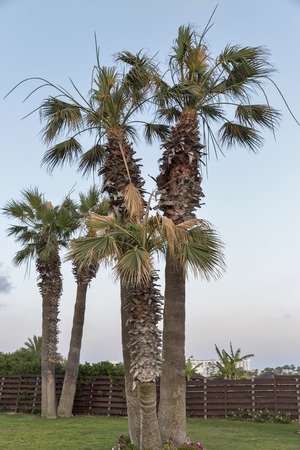 Palm tree on the lawn at sunsetの写真素材