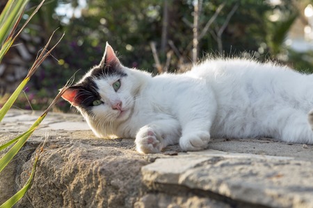 Beautiful black and white street cat closeup on the wall in Cyprusの写真素材
