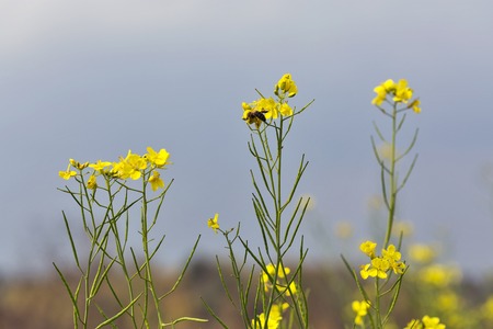Flowering oilseed rape flower field against blue sky closeup with copy spaceの写真素材