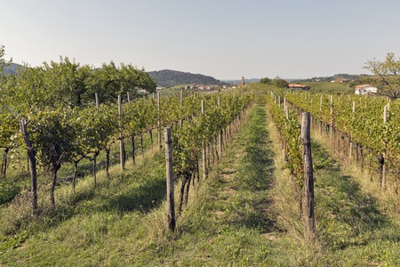 Rural mediterranean garden with vineyard, fruit trees and mountainsの写真素材
