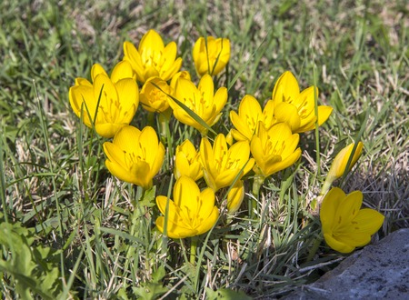 Yellow crocus or colhicum in autumn garden. Colchicum is a genus of perennial flowering plants containing around 160 species.の写真素材