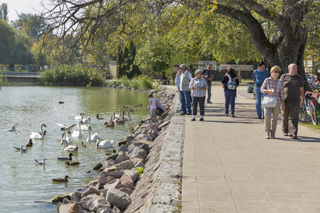 KESZTHELY, HUNGARY - SEPTEMBER 29, 2016: People feed wild ducks and swans on the shore of the Balaton lake. Keszthely, oldest and biggest town in the region, is located on the western shore of lake.のeditorial素材