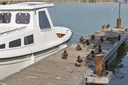 Group of wild ducks sitting on a wooden pier with moored boat. Lake Balaton, Keszthely, Hungary.の写真素材