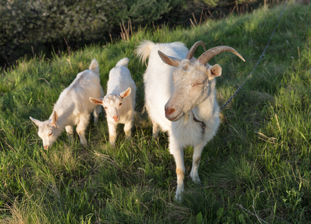 Family of domestic goats in a pasture spring orchard, Central Ukraine.の写真素材