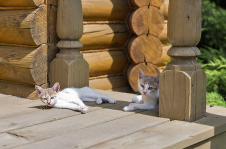 Cute mongrel kittens on the house porch outdoor