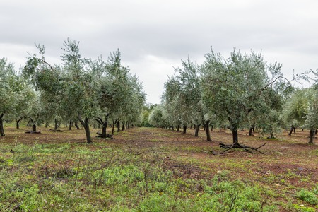 rainy landscape with rows of olive trees in Istria, Croatiaの写真素材